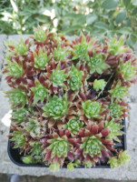 /album/fotogalerie-nabidka/sempervivum-spherette-jpg/